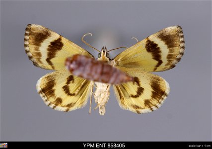 Yale Peabody Museum, Entomology Division Catalog #: YPM ENT 858405 Taxon: Catocala praeclara Gr. & Rob. (ventral) Family: Erebidae Taxon Remarks: Animals and Plants: Invertebrates - Insects Collec photo