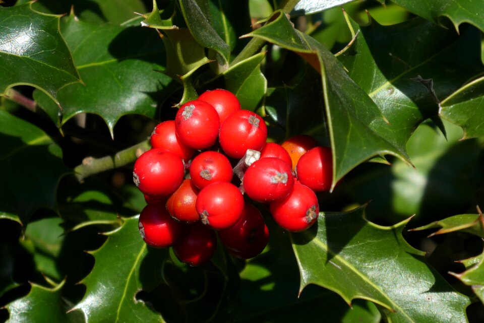 Decoration nature bush