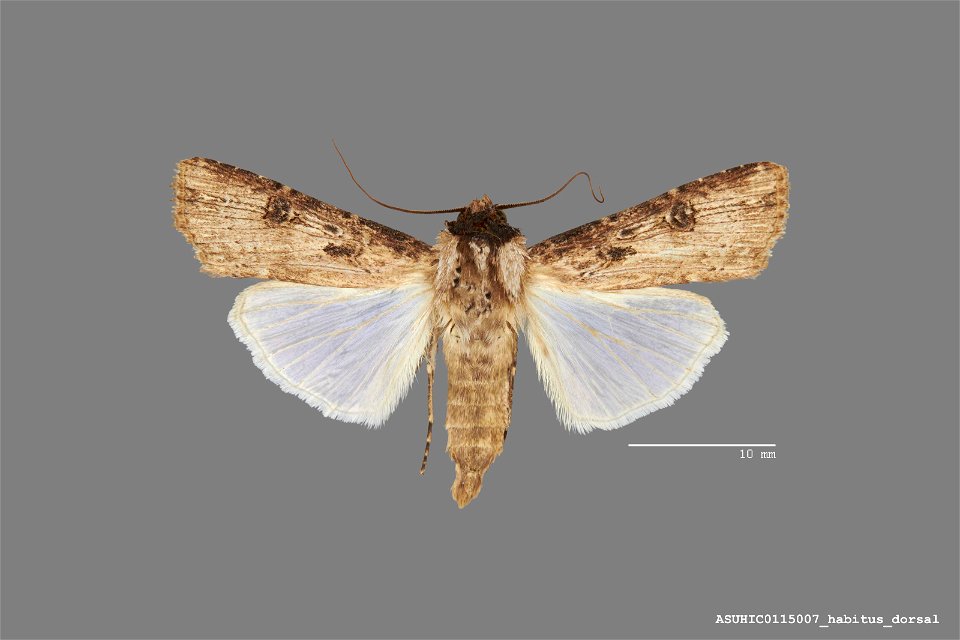 Arizona State University Hasbrouck Insect Collection Catalog #: ASUHIC0115007 Taxon: Agrotis malefida Guenee Family: Noctuidae Determiner: R. Leuschner (1991) Collector: Ronald S. Wielgus Date: 1979-0 photo