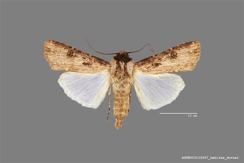 Arizona State University Hasbrouck Insect Collection
Catalog #: ASUHIC0115007
Taxon: Agrotis malefida Guenee
Family: Noctuidae
Determiner: R. Leuschner (1991)
Collector: Ronald S. Wielgus
Date: 1979-0