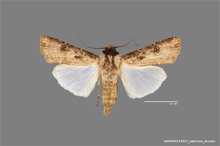 Arizona State University Hasbrouck Insect Collection
Catalog #: ASUHIC0115007
Taxon: Agrotis malefida Guenee
Family: Noctuidae
Determiner: R. Leuschner (1991)
Collector: Ronald S. Wielgus
Date: 1979-0