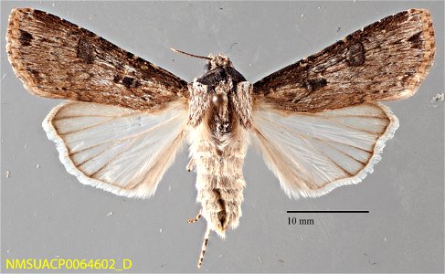 New Mexico State Collection of Arthropods Catalog #: NMSUACP0064602 Taxon: Agrotis malefida Guenee Family: Noctuidae Determiner: D. Lafontaine (2005) Collector: W. Eubank Date: 1968-07-11 Verbatim Dat photo