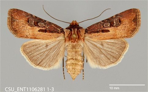 C.P. Gillette Museum of Arthropod Diversity
Catalog #: CSU_ENT1106281
Taxon: Agrotis vancouverensis Grote
Family: Noctuidae
Collector: S.A. Johnson
Date: 2007-07-21
Verbatim Date: 21 July 2007
Localit
