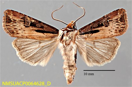 New Mexico State Collection of Arthropods
Catalog #: NMSUACP0064628
Taxon: Agrotis vancouverensis Grote
Family: Noctuidae
Determiner: G. Forbes (2008)
Collector: G. Forbes
Date: 2007-06-17
Verbatim Da