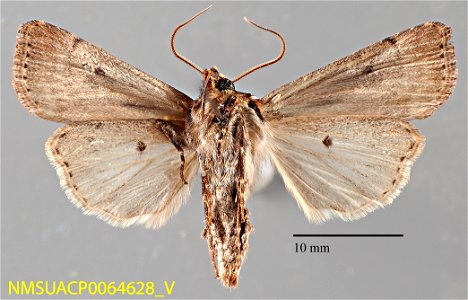 New Mexico State Collection of Arthropods Catalog #: NMSUACP0064628 Taxon: Agrotis vancouverensis Grote Family: Noctuidae Determiner: G. Forbes (2008) Collector: G. Forbes Date: 2007-06-17 Verbatim Da photo