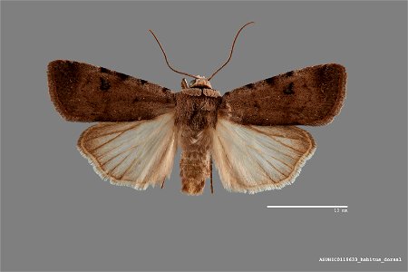 Arizona State University Hasbrouck Insect Collection
Catalog #: ASUHIC0119633
Taxon: Anicla exuberans (Smith, 1898)
Family: Noctuidae
Determiner: L.M. Martin (1971)
Collector: Ronald S. Wielgus
Date: 