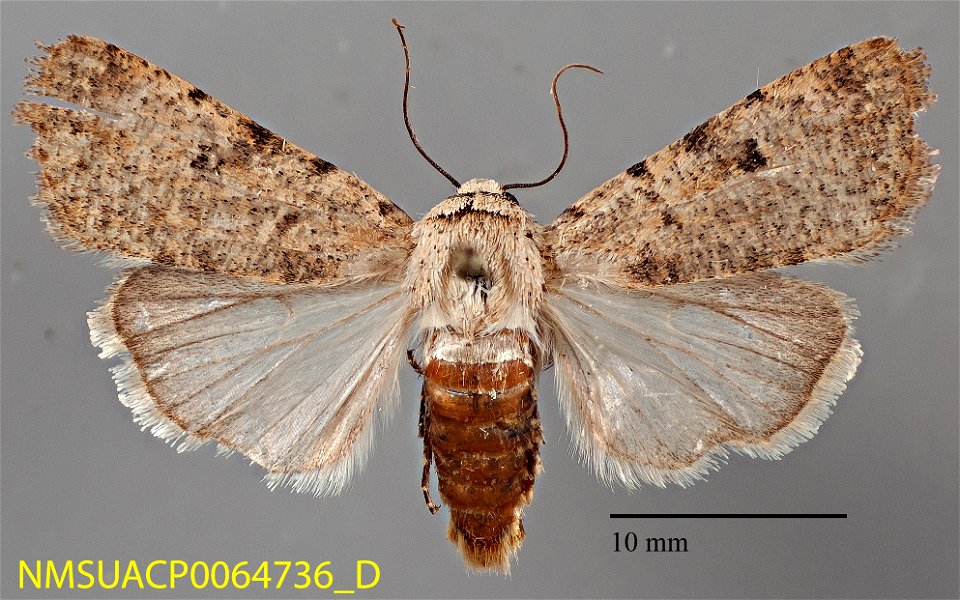 New Mexico State Collection of Arthropods
Catalog #: NMSUACP0064736
Taxon: Anicla exuberans (Smith, 1898)
Family: Noctuidae
Determiner: E. Metzler (2008)
Collector: G.S. Forbes
Date: 2006-07-22
Verbat