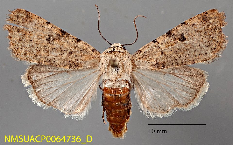 New Mexico State Collection of Arthropods Catalog #: NMSUACP0064736 Taxon: Anicla exuberans (Smith, 1898) Family: Noctuidae Determiner: E. Metzler (2008) Collector: G.S. Forbes Date: 2006-07-22 Verbat photo