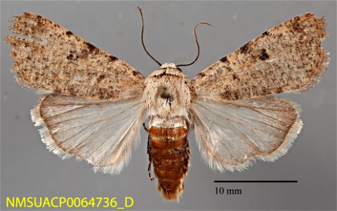 New Mexico State Collection of Arthropods Catalog #: NMSUACP0064736 Taxon: Anicla exuberans (Smith, 1898) Family: Noctuidae Determiner: E. Metzler (2008) Collector: G.S. Forbes Date: 2006-07-22 Verbat photo