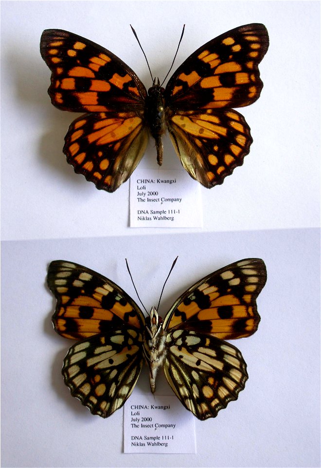 CHINA.   Guangxi, Loli,    <a href="http://nymphalidae.utu.fi/story.php?code=NW111-1" rel="nofollow">see in our database</a>