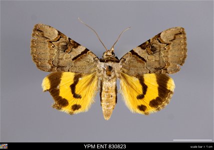 Yale Peabody Museum, Entomology Division
Catalog #: YPM ENT 830823
Taxon: Catocala hymenaea (Schiff.) (dorsal)
Family: Erebidae
Taxon Remarks: Animals and Plants: Invertebrates - Insects
Locality: Hun
