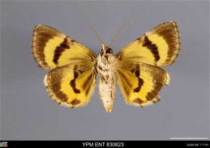 Yale Peabody Museum, Entomology Division
Catalog #: YPM ENT 830823
Taxon: Catocala hymenaea (Schiff.) (ventral)
Family: Erebidae
Taxon Remarks: Animals and Plants: Invertebrates - Insects
Locality: Hu