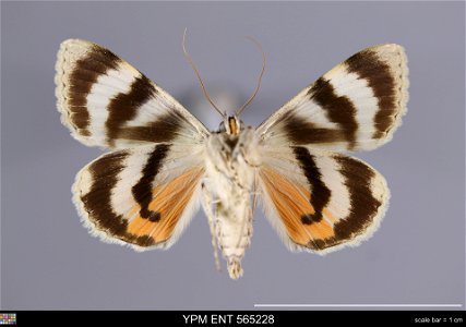 Yale Peabody Museum, Entomology Division
Catalog #: YPM ENT 565228
Taxon: Catocala puerpera (Giorna) (ventral)
Family: Erebidae
Taxon Remarks: Animals and Plants: Invertebrates - Insects
Collector: Jo