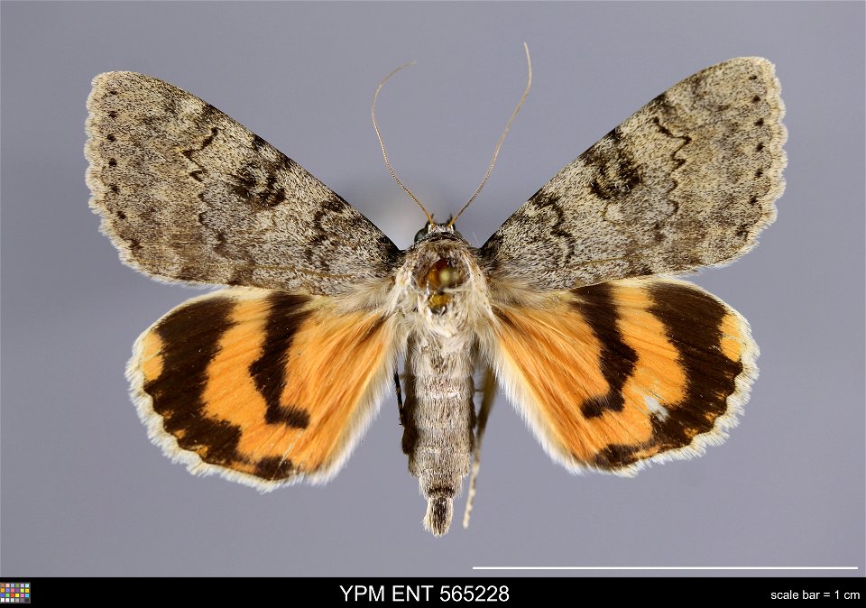 Yale Peabody Museum, Entomology Division
Catalog #: YPM ENT 565228
Taxon: Catocala puerpera (Giorna)
Family: Erebidae
Taxon Remarks: Animals and Plants: Invertebrates - Insects
Collector: John Reichel