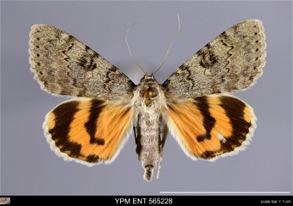 Yale Peabody Museum, Entomology Division Catalog #: YPM ENT 565228 Taxon: Catocala puerpera (Giorna) Family: Erebidae Taxon Remarks: Animals and Plants: Invertebrates - Insects Collector: John Reichel photo