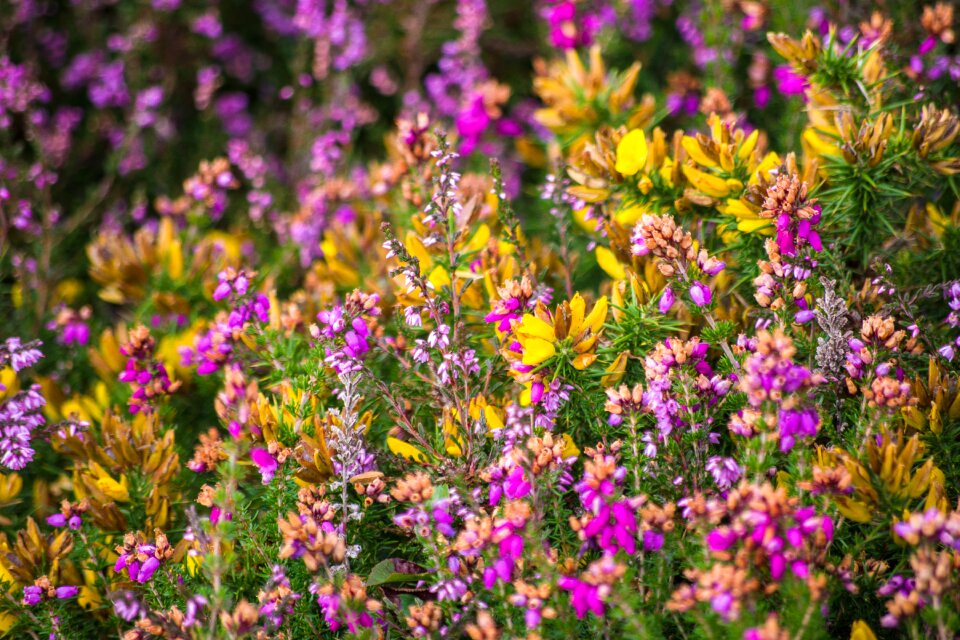 Nature somerset flower