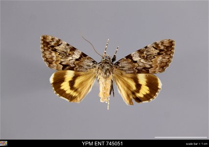 Yale Peabody Museum, Entomology Division Catalog #: YPM ENT 745051 Taxon: Catocala conversa (Esper) (dorsal) Family: Erebidae Taxon Remarks: Animals and Plants: Invertebrates - Insects Collector: Loc photo