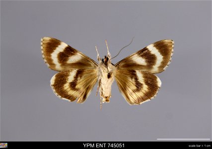Yale Peabody Museum, Entomology Division Catalog #: YPM ENT 745051 Taxon: Catocala conversa (Esper) (ventral) Family: Erebidae Taxon Remarks: Animals and Plants: Invertebrates - Insects Collector: Lo photo