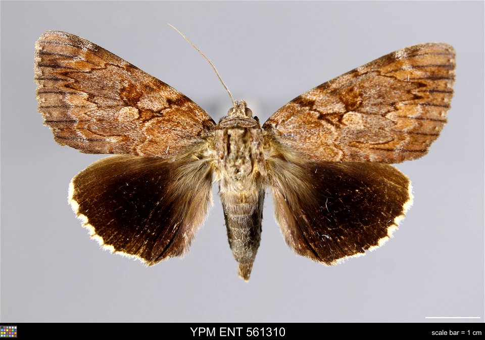 Yale Peabody Museum, Entomology Division
Catalog #: YPM ENT 561310
Taxon: Catocala agrippina Strecker (dorsal)
Family: Erebidae
Taxon Remarks: Animals and Plants: Invertebrates - Insects
Collector: Je