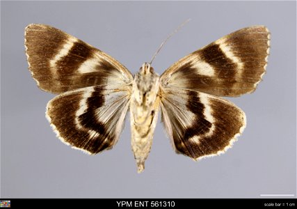 Yale Peabody Museum, Entomology Division
Catalog #: YPM ENT 561310
Taxon: Catocala agrippina Strecker (ventral)
Family: Erebidae
Taxon Remarks: Animals and Plants: Invertebrates - Insects
Collector: J