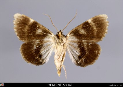 Yale Peabody Museum, Entomology Division Catalog #: YPM ENT 777168 Taxon: Catocala judith Strecker (ventral) Family: Erebidae Taxon Remarks: Animals and Plants: Invertebrates - Insects Collector: Thom photo