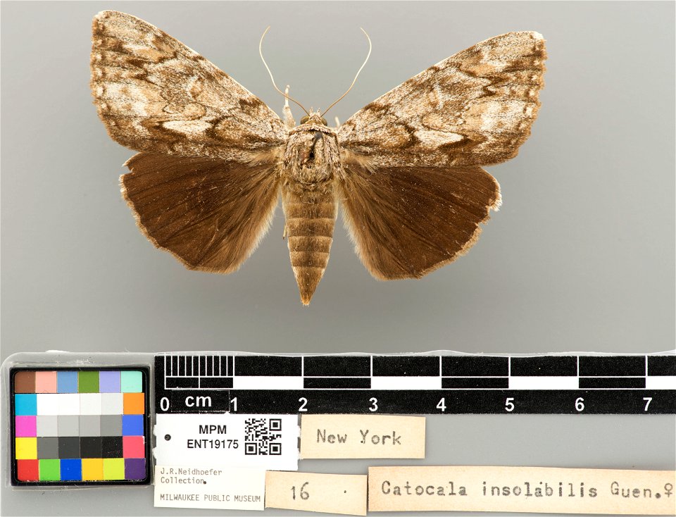 Milwaukee Public Museum, Invertebrate Zoology-Insect Collection
Catalog #: ENT19175
Taxon: Catocala insolabilis Guenée, 1852 (dorsal)
Family: Erebidae
Collector:    Neidhoefer 16
Locality: United Stat