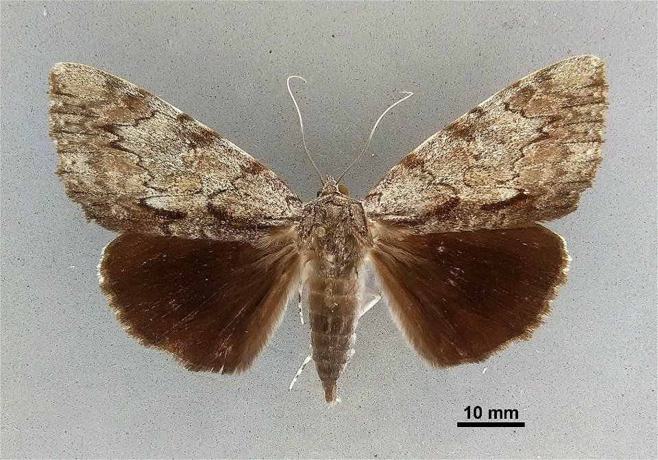 Mississippi Entomological Museum
Catalog #: MEM 375513
Taxon: Catocala insolabilis Guenée, 1852 (dorsal)
Family: Erebidae
Determiner: Gall, L. (2014)
Collector: Pollock, D.M.
Date: 1994-06-10
Verbatim