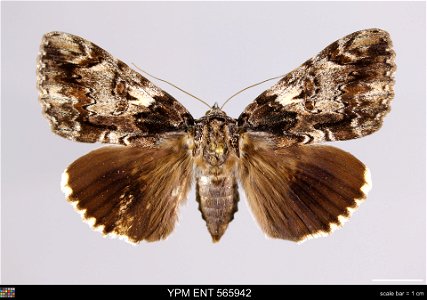Yale Peabody Museum, Entomology Division
Catalog #: YPM ENT 565942
Taxon: Catocala lacrymosa Guenee (dorsal)
Family: Erebidae
Taxon Remarks: Animals and Plants: Invertebrates - Insects
Collector: Lawr