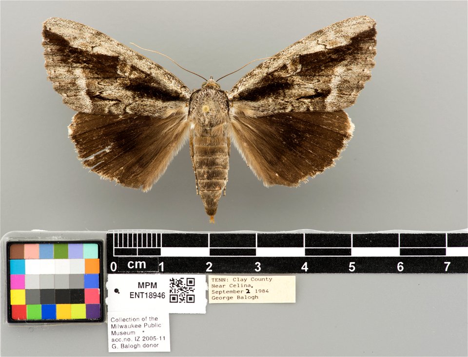 Milwaukee Public Museum, Invertebrate Zoology-Insect Collection
Catalog #: ENT18946
Taxon: Catocala angusi Grote, 1876 (dorsal)
Family: Erebidae
Collector: George J. Balogh
Date: 1984-09-02
Verbatim D