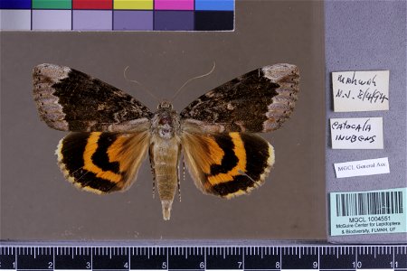 Florida Museum of Natural History, McGuire Center for Lepidoptera and Biodiversity Catalog #: MGCL_1004551 Taxon: Catocala innubens Guenée, 1852 (dorsal) Family: Erebidae Date: 1994-08-04 Locality: U photo
