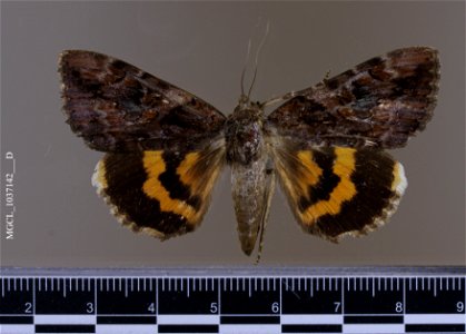 Florida Museum of Natural History, McGuire Center for Lepidoptera and Biodiversity Catalog #: MGCL_1037142 Taxon: Catocala muliercula Guenée, 1852 (dorsal) Family: Erebidae Collector: Brown, Larry Dat photo