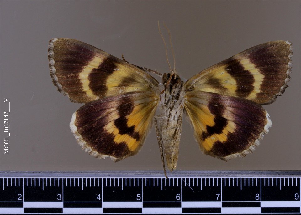 Florida Museum of Natural History, McGuire Center for Lepidoptera and Biodiversity
Catalog #: MGCL_1037142
Taxon: Catocala muliercula Guenée, 1852 (ventral)
Family: Erebidae
Collector: Brown, Larry
Da
