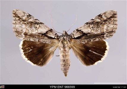 Yale Peabody Museum, Entomology Division
Catalog #: YPM ENT 966599
Taxon: Catocala vidua (J. E. Sm.) (dorsal)
Family: Erebidae
Taxon Remarks: Animals and Plants: Invertebrates - Insects
Collector: Ray