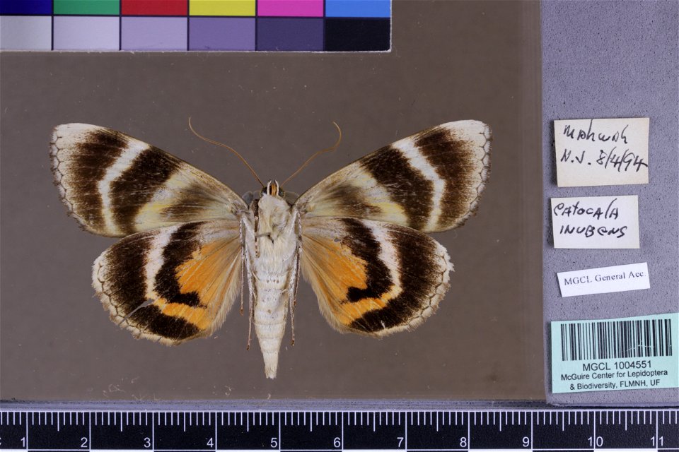 Florida Museum of Natural History, McGuire Center for Lepidoptera and Biodiversity
Catalog #: MGCL_1004551
Taxon: Catocala innubens Guenée, 1852 (ventral)
Family: Erebidae
Date: 1994-08-04

Locality: 