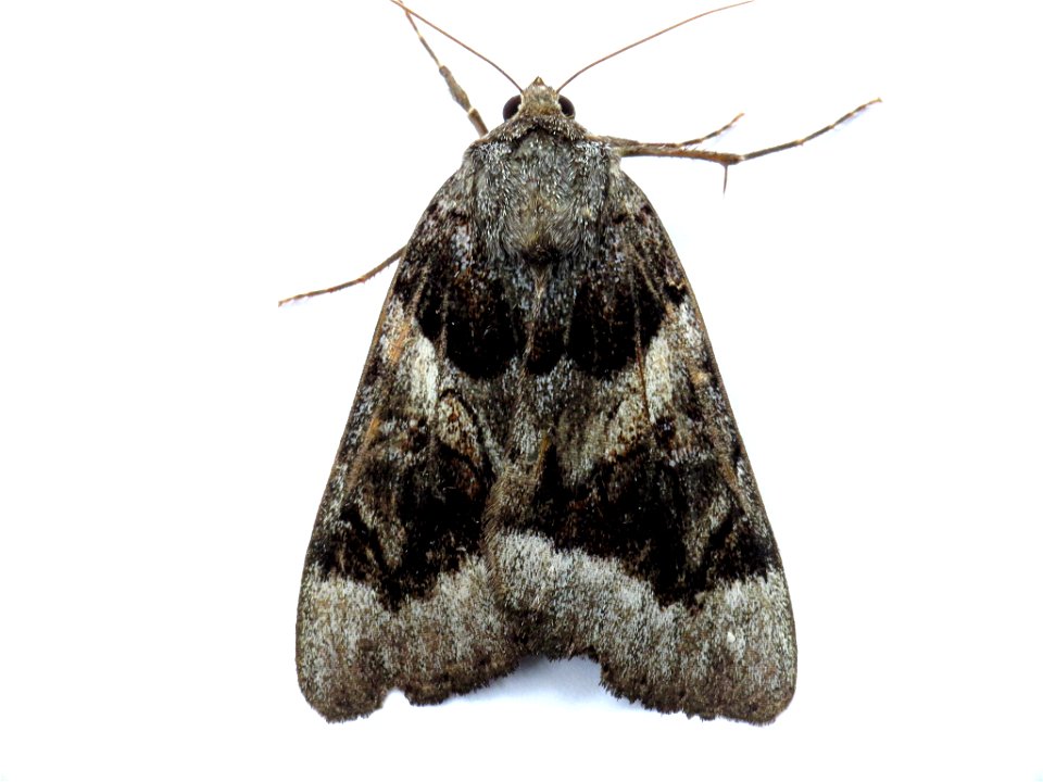 Bay Underwing (Catocala badia)