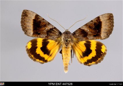 Yale Peabody Museum, Entomology Division Catalog #: YPM ENT 447528 Taxon: Catocala badia Grote & Robinson (dorsal) Family: Erebidae Taxon Remarks: Animals and Plants: Invertebrates - Insects Colle photo