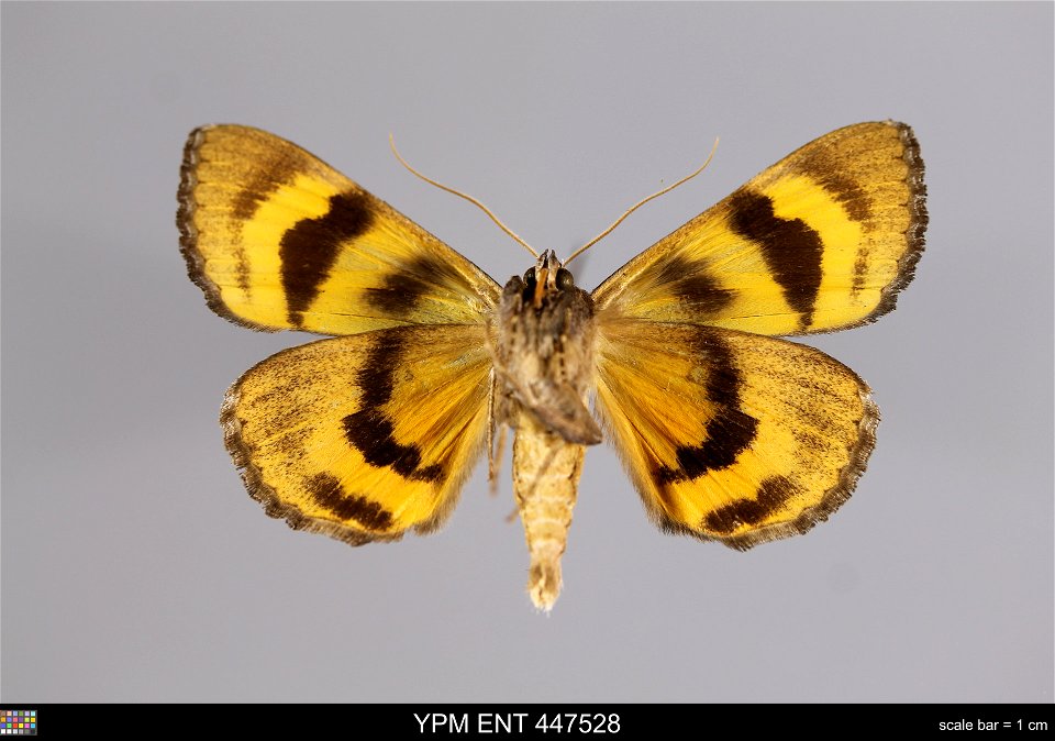 Yale Peabody Museum, Entomology Division
Catalog #: YPM ENT 447528
Taxon: Catocala badia Grote & Robinson (ventral)
Family: Erebidae
Taxon Remarks: Animals and Plants: Invertebrates - Insects
Coll