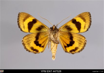 Yale Peabody Museum, Entomology Division
Catalog #: YPM ENT 447528
Taxon: Catocala badia Grote & Robinson (ventral)
Family: Erebidae
Taxon Remarks: Animals and Plants: Invertebrates - Insects
Coll