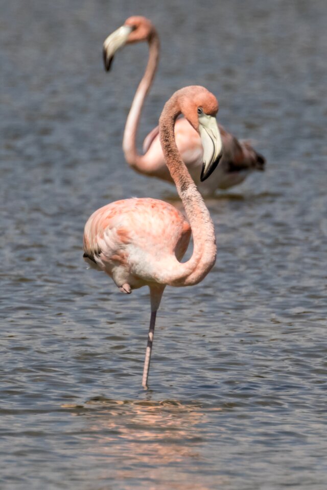 Lake nature young flamingos