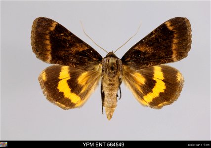 Yale Peabody Museum, Entomology Division Catalog #: YPM ENT 564549 Taxon: Catocala badia Grote & Robinson (dorsal) Family: Erebidae Taxon Remarks: Animals and Plants: Invertebrates - Insects Colle photo