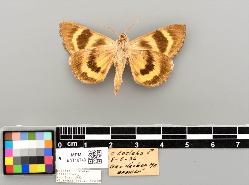 Milwaukee Public Museum, Invertebrate Zoology-Insect Collection
Catalog #: ENT18743
Taxon: Catocala badia coelebs Grote 1874 (ventral)
Family: Erebidae
Collector: A. E. Brower
Date: 1936-08-05
Verbati