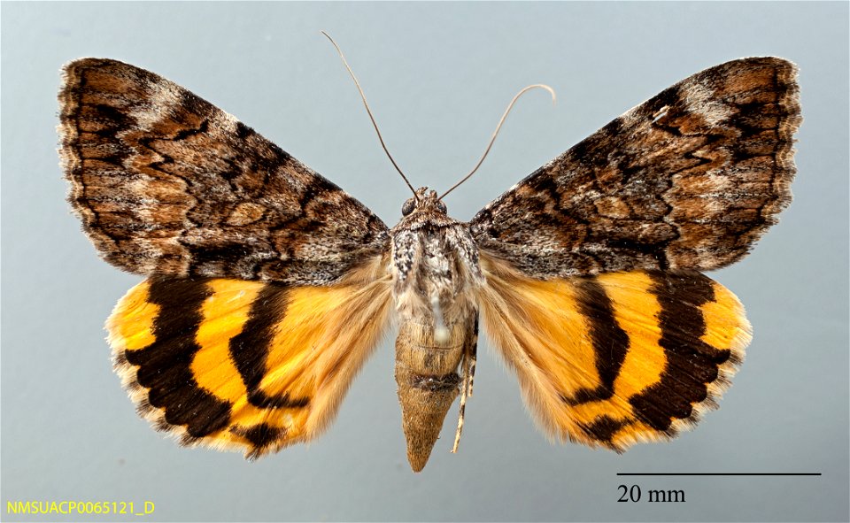 New Mexico State Collection of Arthropods
Catalog #: NMSUACP0065121
Taxon: Catocala delilah Strecker, 1874 (dorsal)
Family: Erebidae
Determiner: G.S. Forbes (2006)
Collector: G.S. Forbes
Date: 2006-09