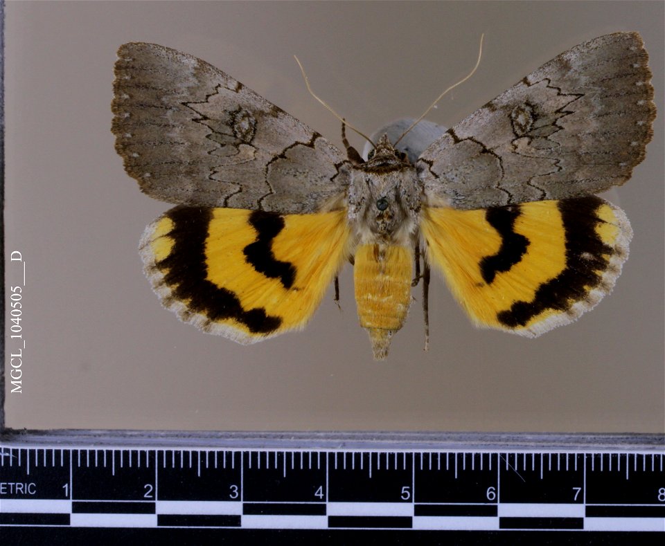 Florida Museum of Natural History, McGuire Center for Lepidoptera and Biodiversity
Catalog #: MGCL_1040505
Taxon: Catocala illecta Walker, [1858] (dorsal)
Family: Erebidae

Locality: United States, Mi