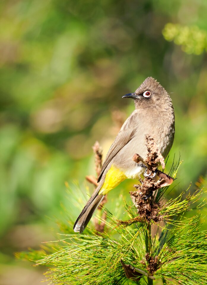 Nature animal eye photo