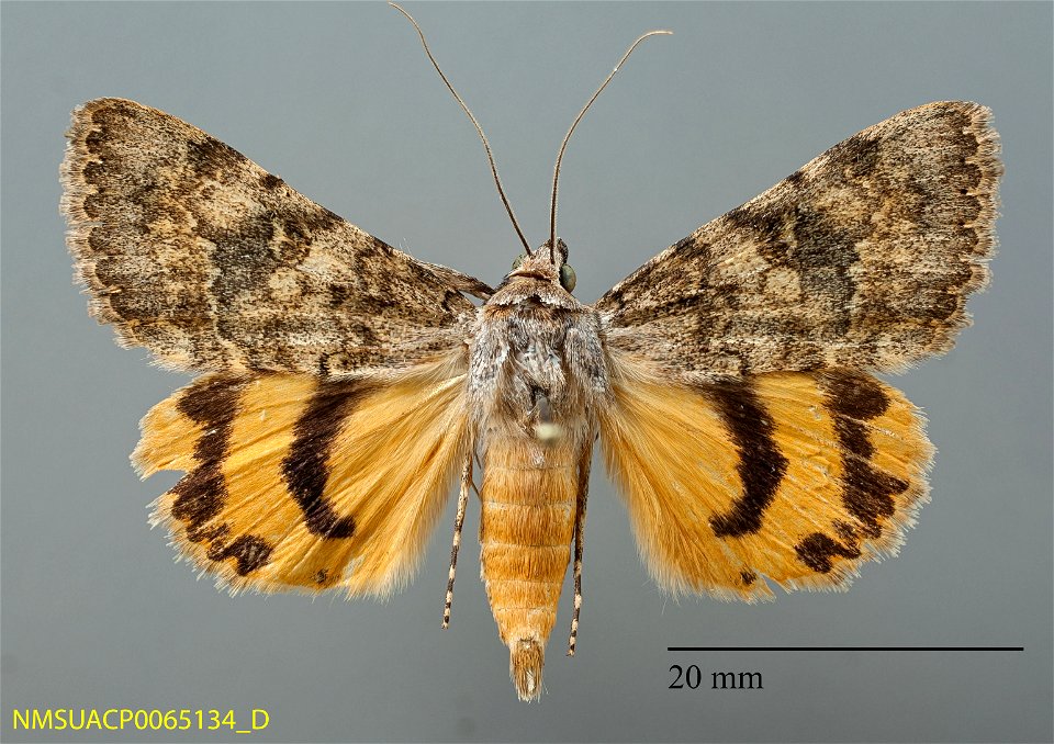 New Mexico State Collection of Arthropods
Catalog #: NMSUACP0065134
Taxon: Catocala frederici Grote, 1872 (dorsal)
Family: Erebidae
Determiner: G.S. Forbes (2007)
Collector: G.S. Forbes
Date: 2007-06-
