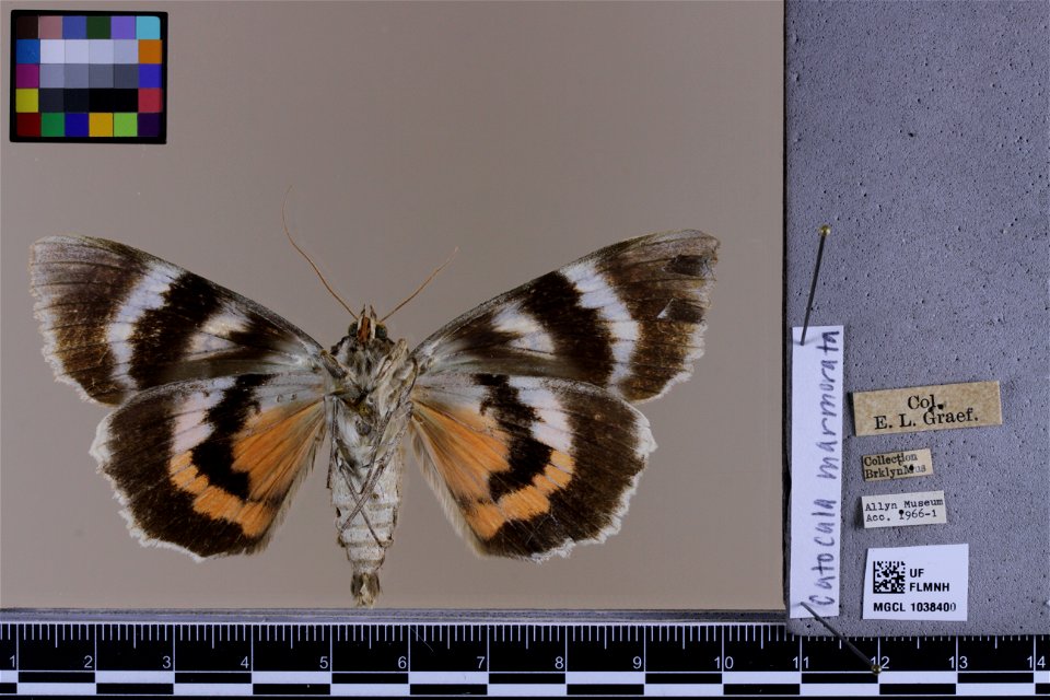 Florida Museum of Natural History, McGuire Center for Lepidoptera and Biodiversity
Catalog #: MGCL_1038400
Taxon: Catocala marmorata W.H. Edwards, 1864 (ventral)

Family: Erebidae