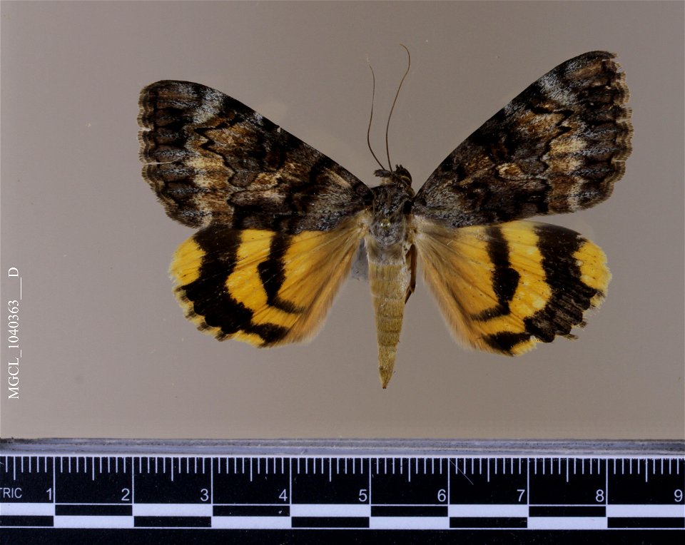 Florida Museum of Natural History, McGuire Center for Lepidoptera and Biodiversity
Catalog #: MGCL_1040363
Taxon: Catocala desdemona H. Edwards, 1882 (dorsal)
Family: Erebidae
Collector:

Locality: Ar