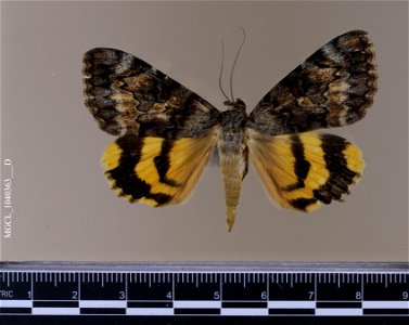 Florida Museum of Natural History, McGuire Center for Lepidoptera and Biodiversity Catalog #: MGCL_1040363 Taxon: Catocala desdemona H. Edwards, 1882 (dorsal) Family: Erebidae Collector: Locality: Ar photo