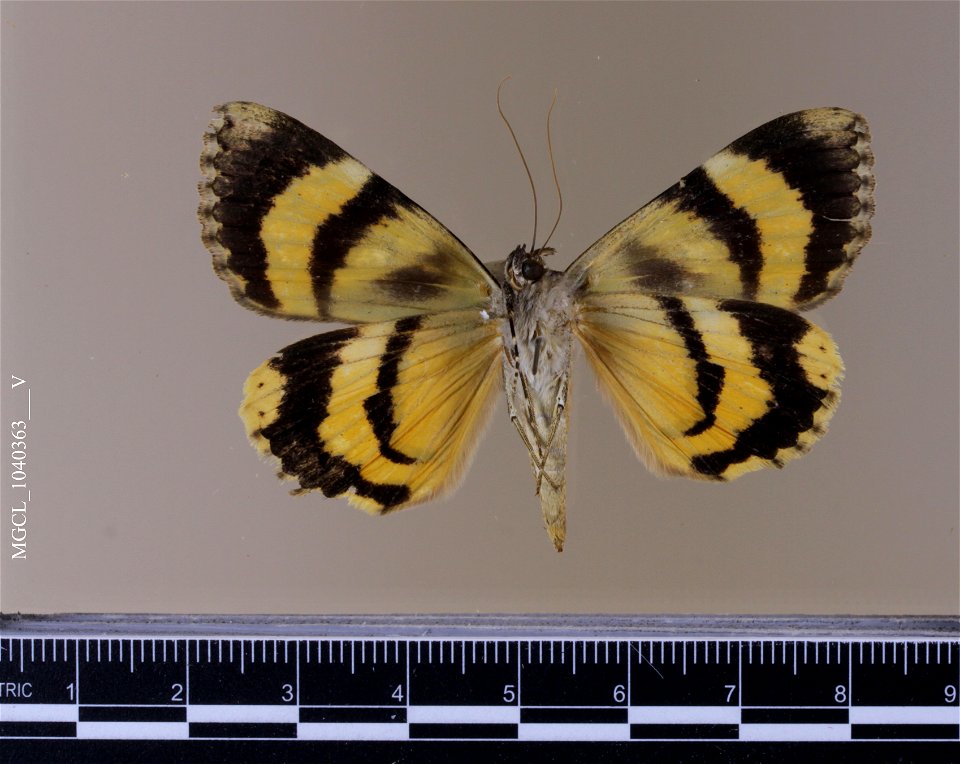 Florida Museum of Natural History, McGuire Center for Lepidoptera and Biodiversity
Catalog #: MGCL_1040363
Taxon: Catocala desdemona H. Edwards, 1882 (ventral)
Family: Erebidae
Collector:

Locality: A