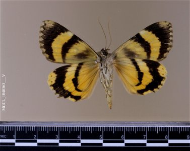 Florida Museum of Natural History, McGuire Center for Lepidoptera and Biodiversity Catalog #: MGCL_1040363 Taxon: Catocala desdemona H. Edwards, 1882 (ventral) Family: Erebidae Collector: Locality: A photo